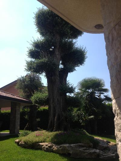 OLIVO  MILLENARIO MACROBONSAI